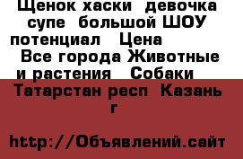 Щенок хаски, девочка супе, большой ШОУ потенциал › Цена ­ 50 000 - Все города Животные и растения » Собаки   . Татарстан респ.,Казань г.